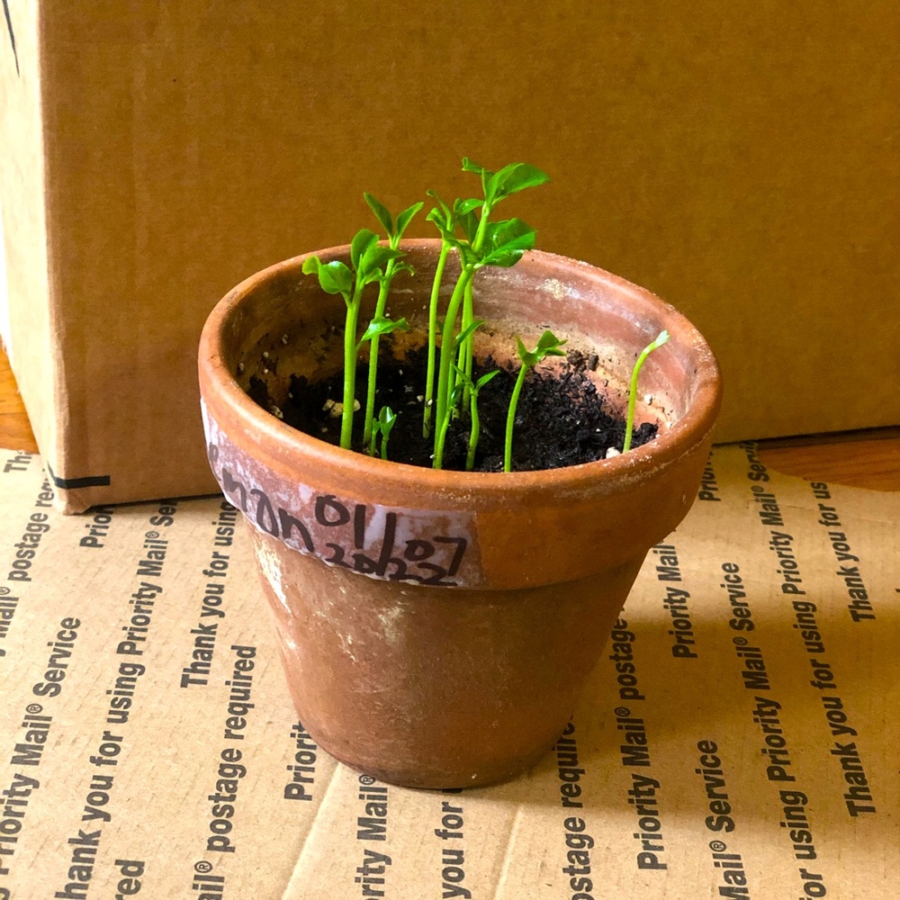 Live Plant 🌱 Lemons ~PLANT MAMA @msangie_57